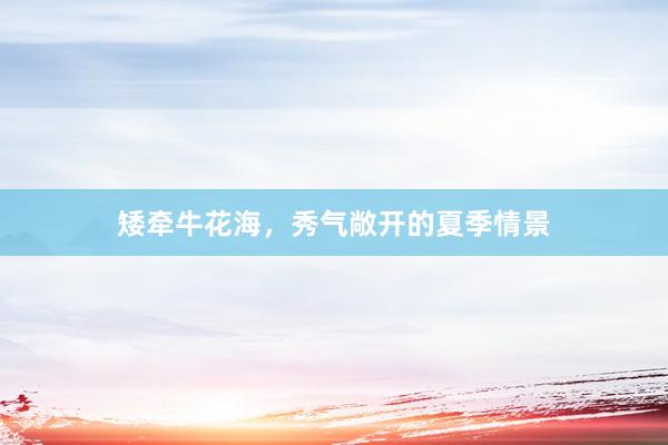 矮牵牛花海，秀气敞开的夏季情景